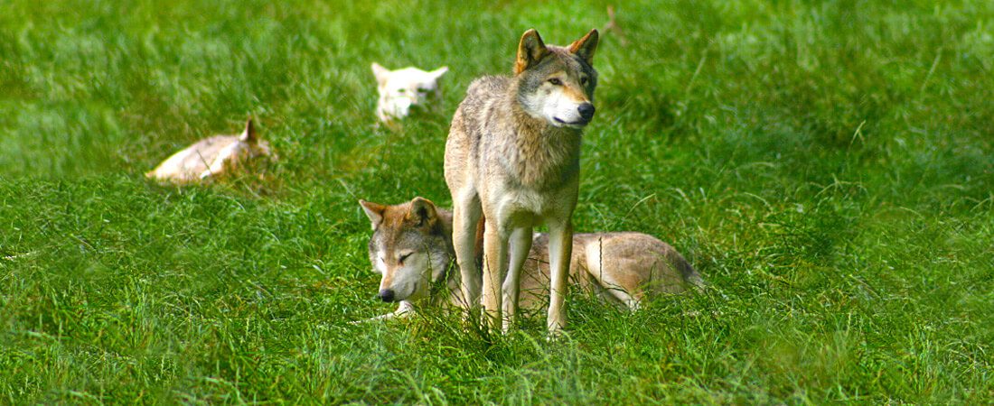 California Wolf Center - KQ Ranch Resort